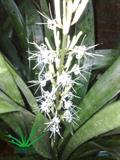 mother-in-law's tongue, devil's tongue, jinn's tongue, bow string hemp, snake plant , snake tongue